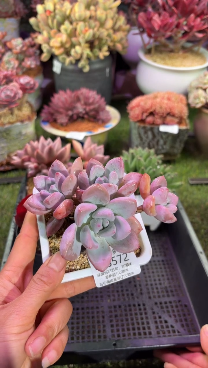 【闪购商品】03572