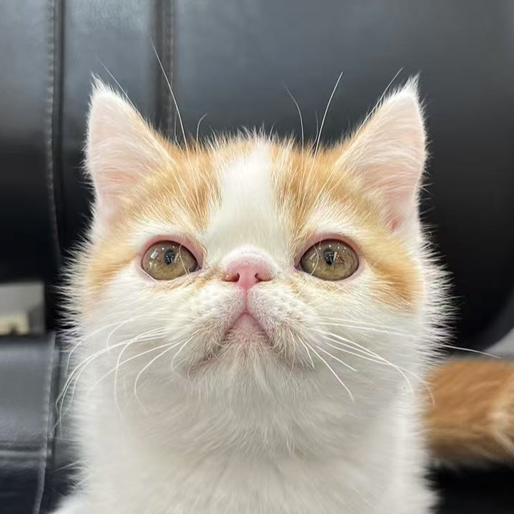 来了姊妹-红白加菲猫 弟弟 9