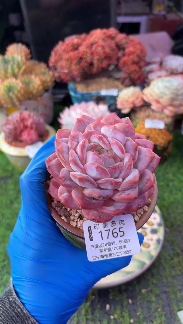 昆明印象多肉1765