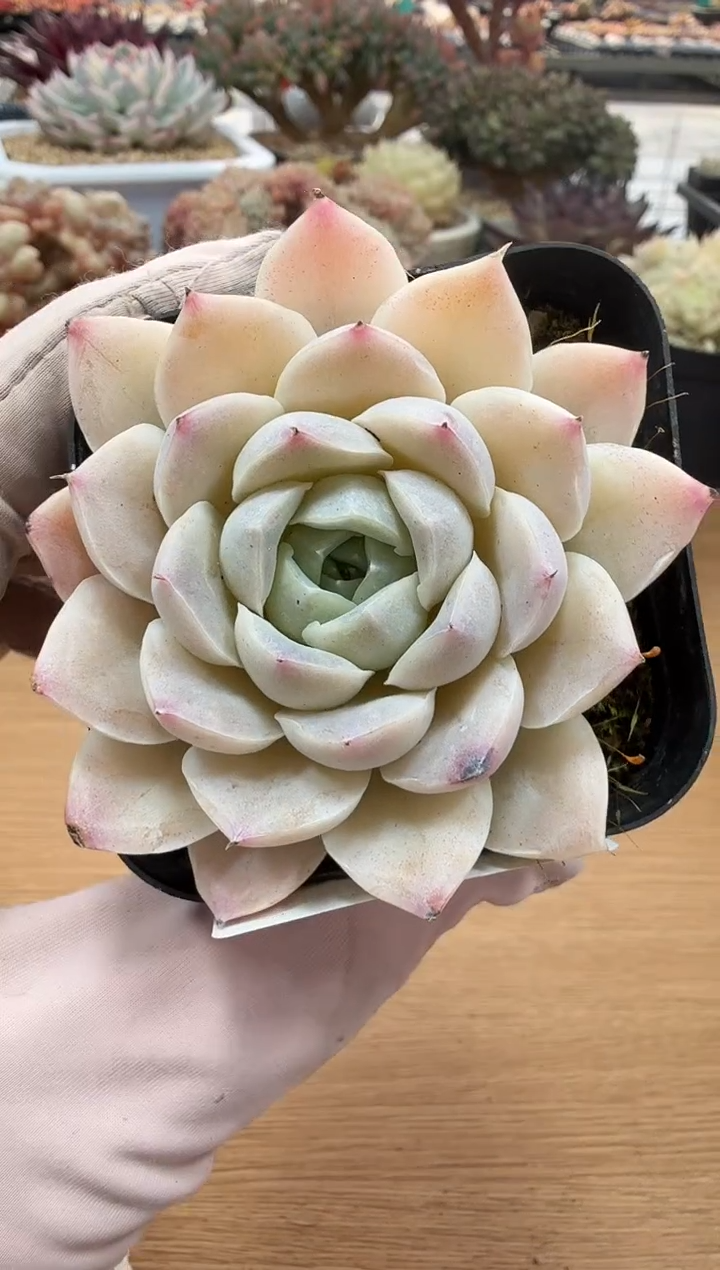 东云多肉园二店-68