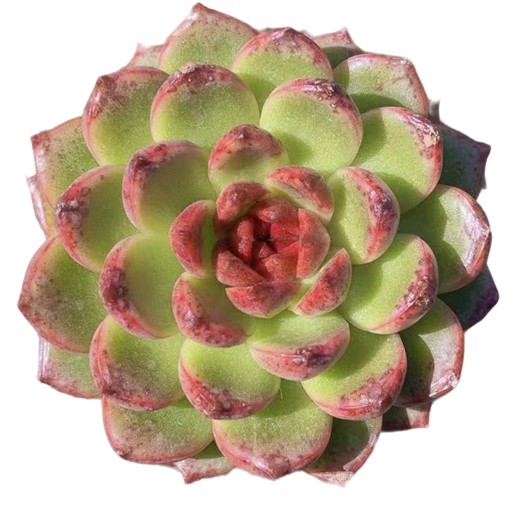 精控单头林深鹿【满19包邮】