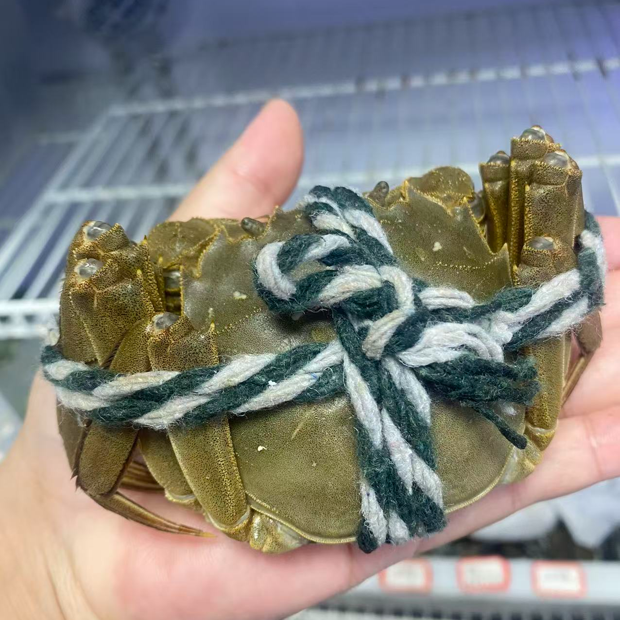 2.8两母江苏大闸蟹10只