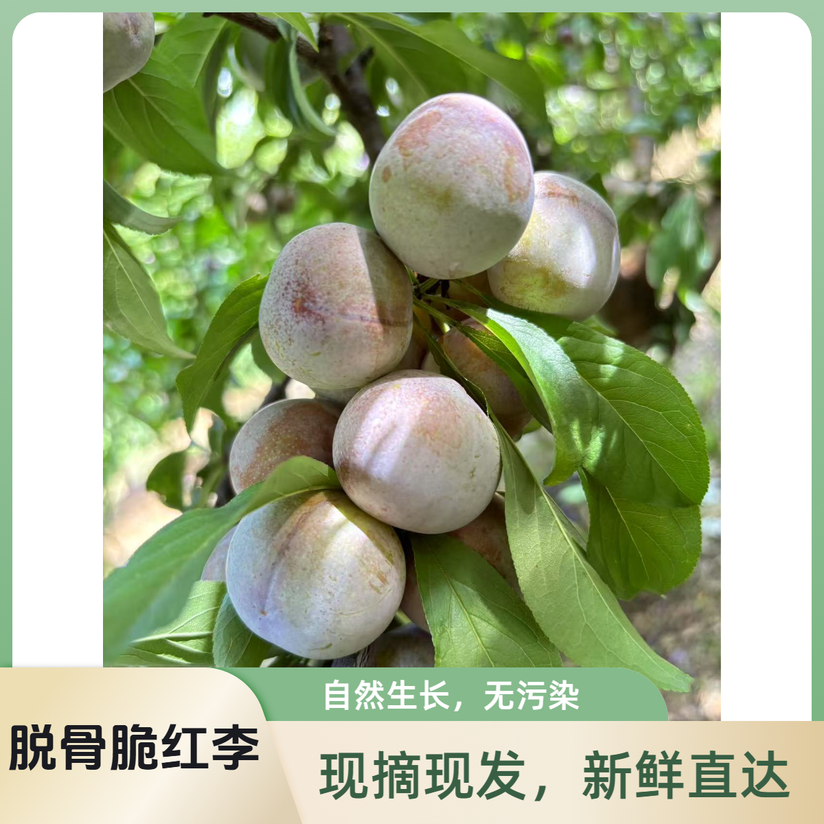 珍珠李子现摘新鲜应季水果脱骨青红脆李口感脆甜爽口