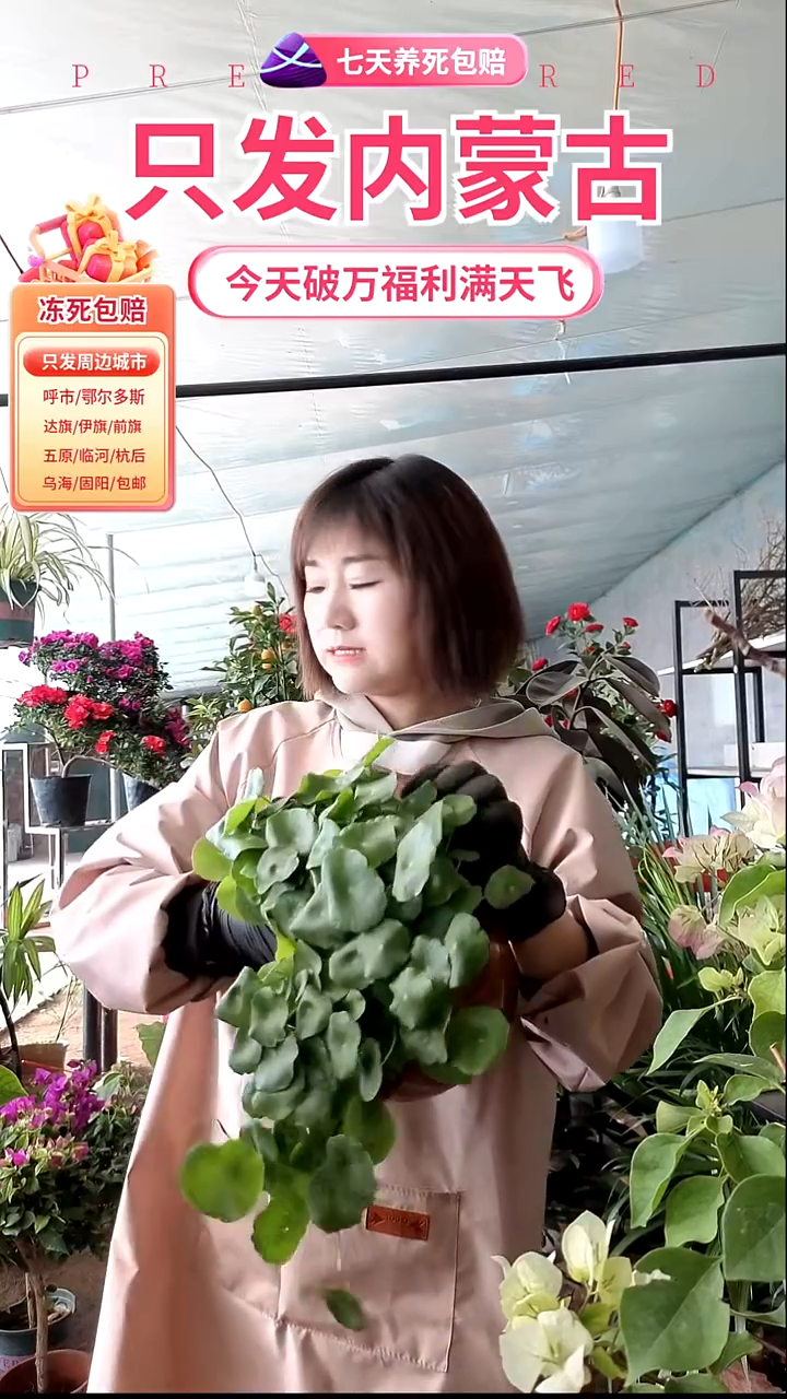 完全开放大盆铜钱草