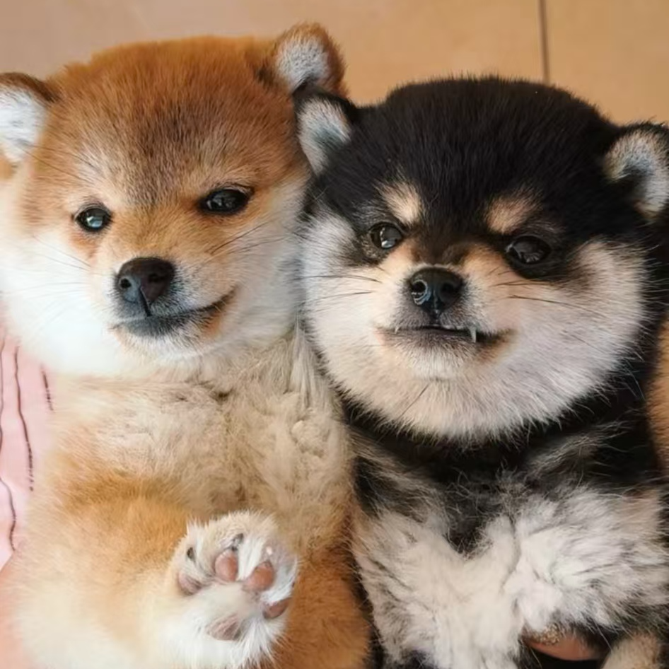 （番茄家萌犬）狗狗活体