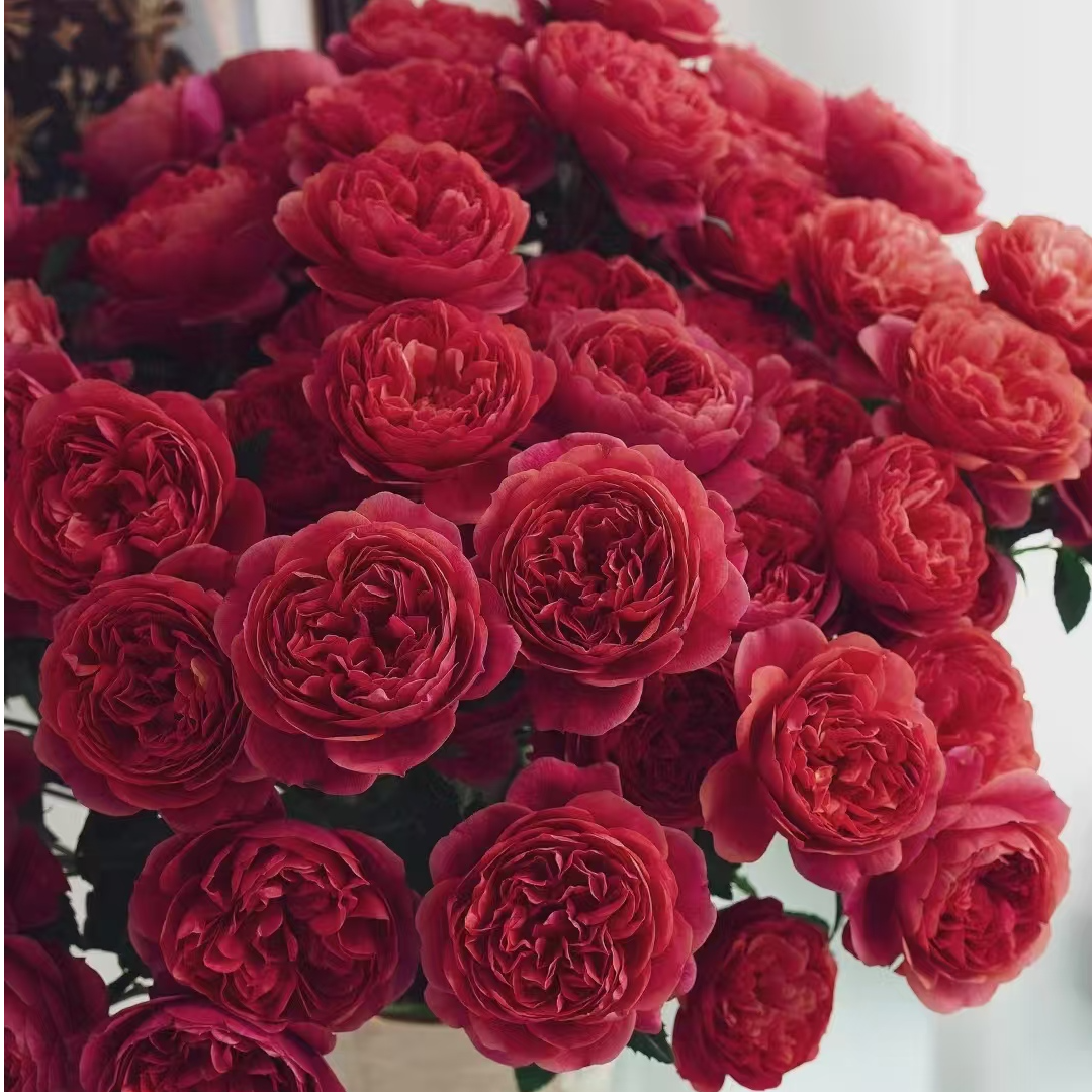 Y【绝色果汁】月季阳台庭院盆栽花卉多季节重复开花