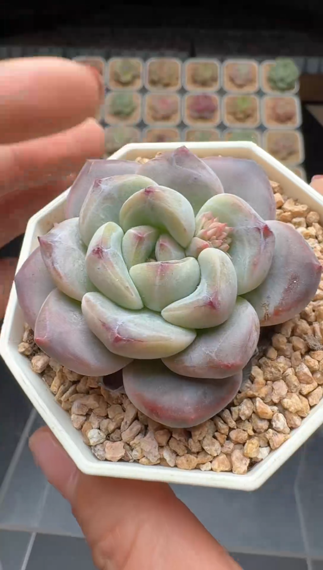 【闪购商品】386号 珍妮杂交多肉 花卉植物