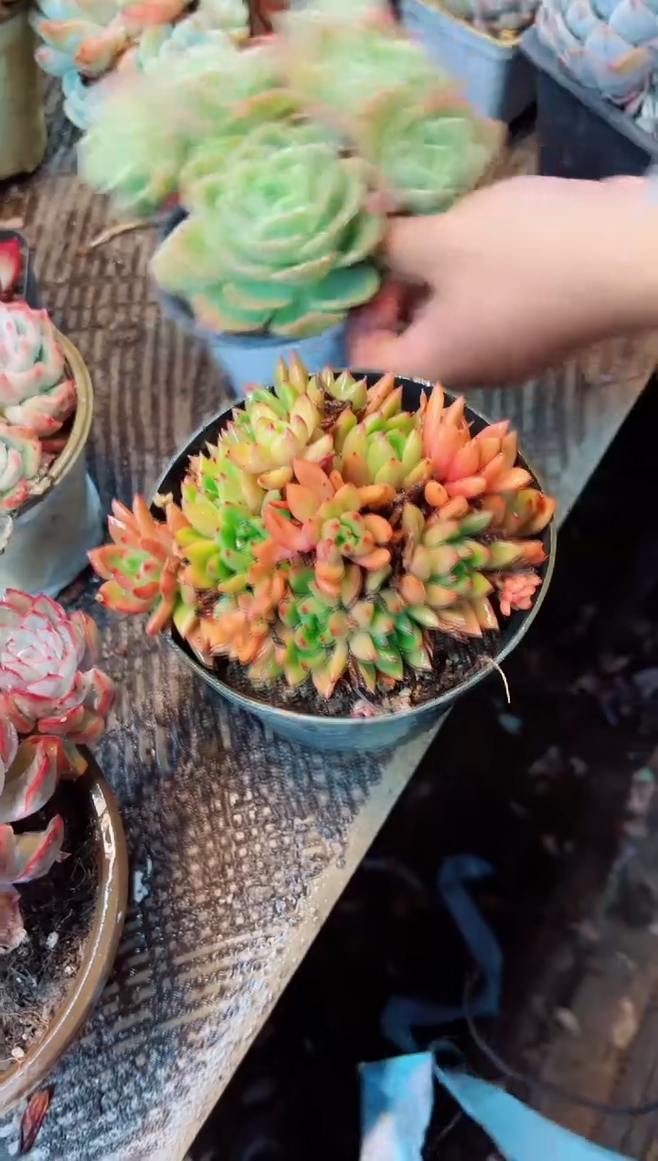 霞**丈多肉植物一一物一拍15181