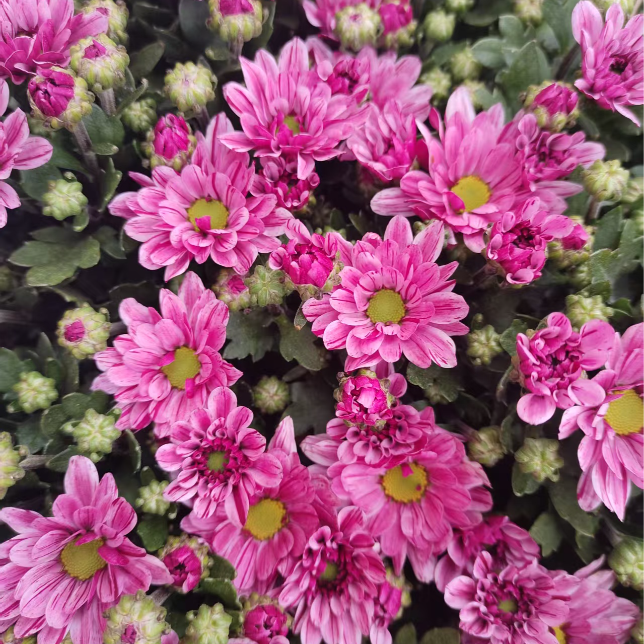 粉色流星雨 小菊盆栽花苗耐热花期长多季节重复开花 带花苞