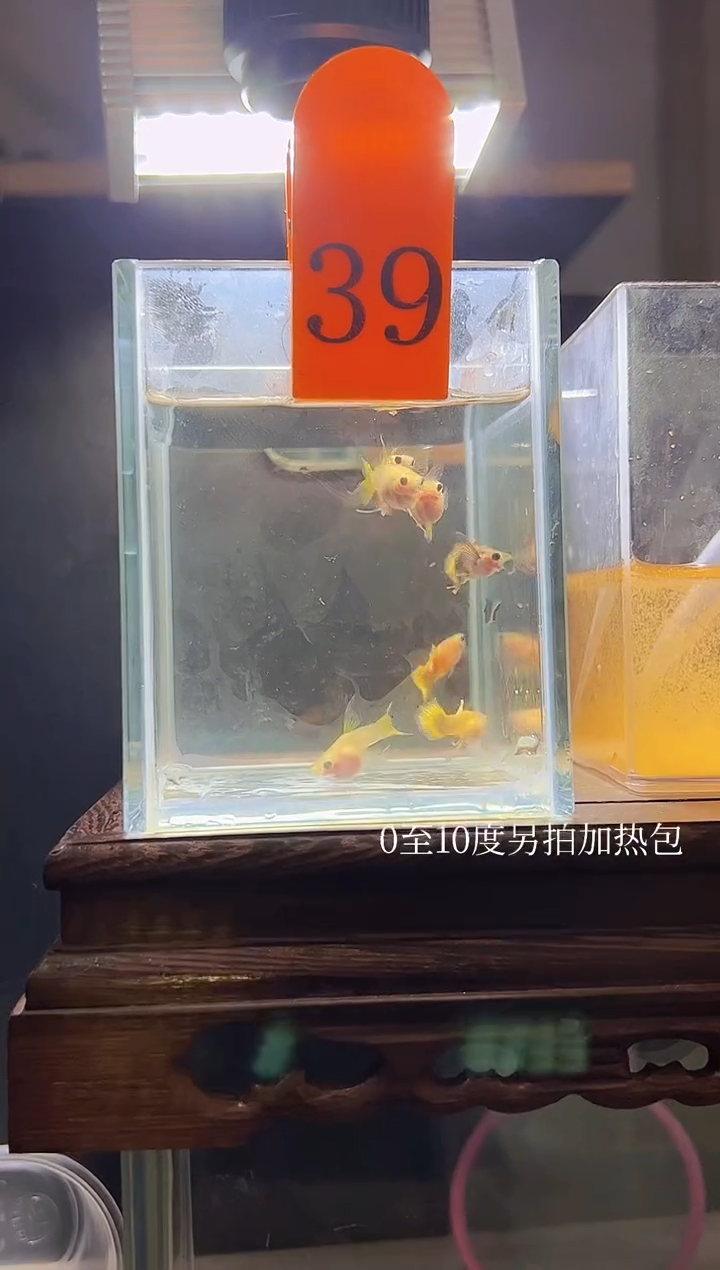 孔雀鱼小蜜蜂短体39