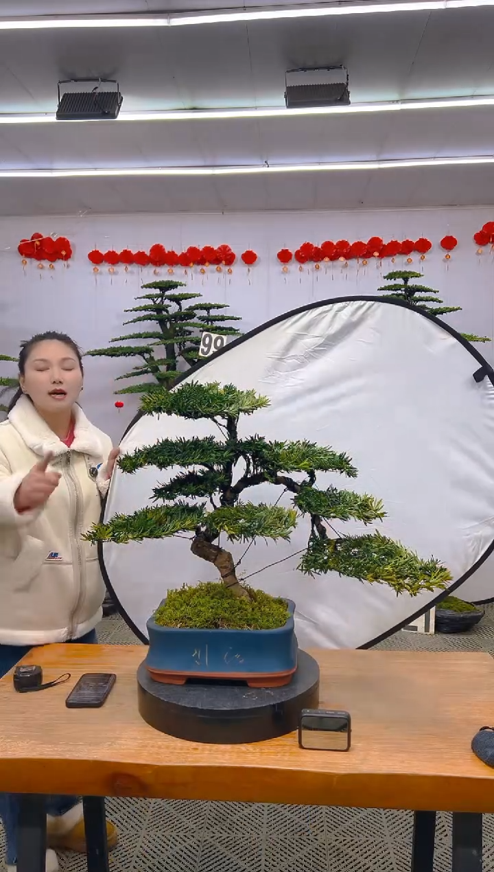 【闪购商品】盆景1