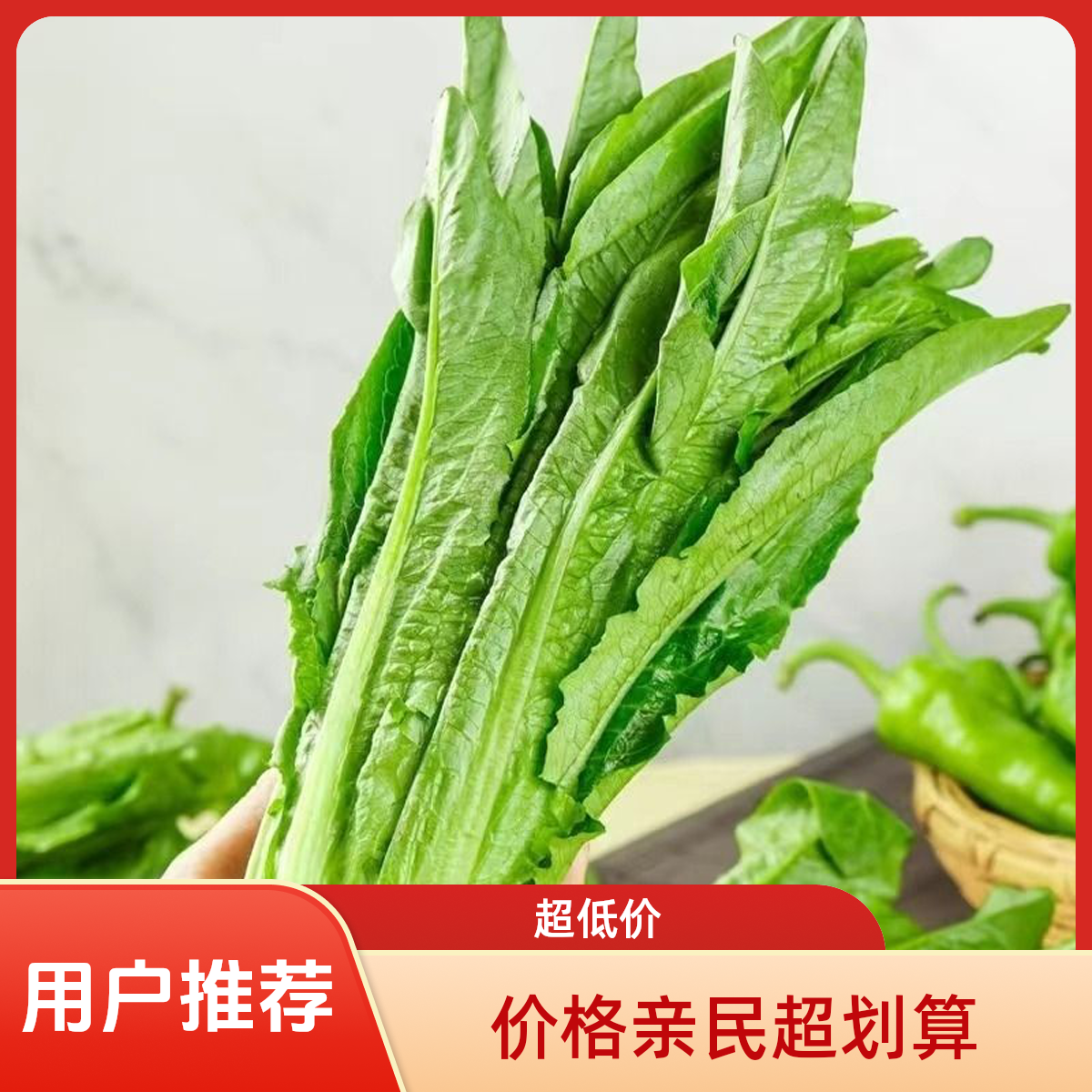 农家自种油麦菜新鲜现摘现发露天种植应季蔬菜火锅青菜可凉拌