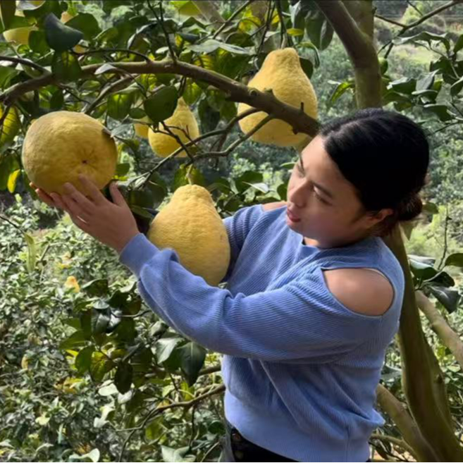 正宗广西容县30年老树沙田柚纯甜无酸顺丰包邮