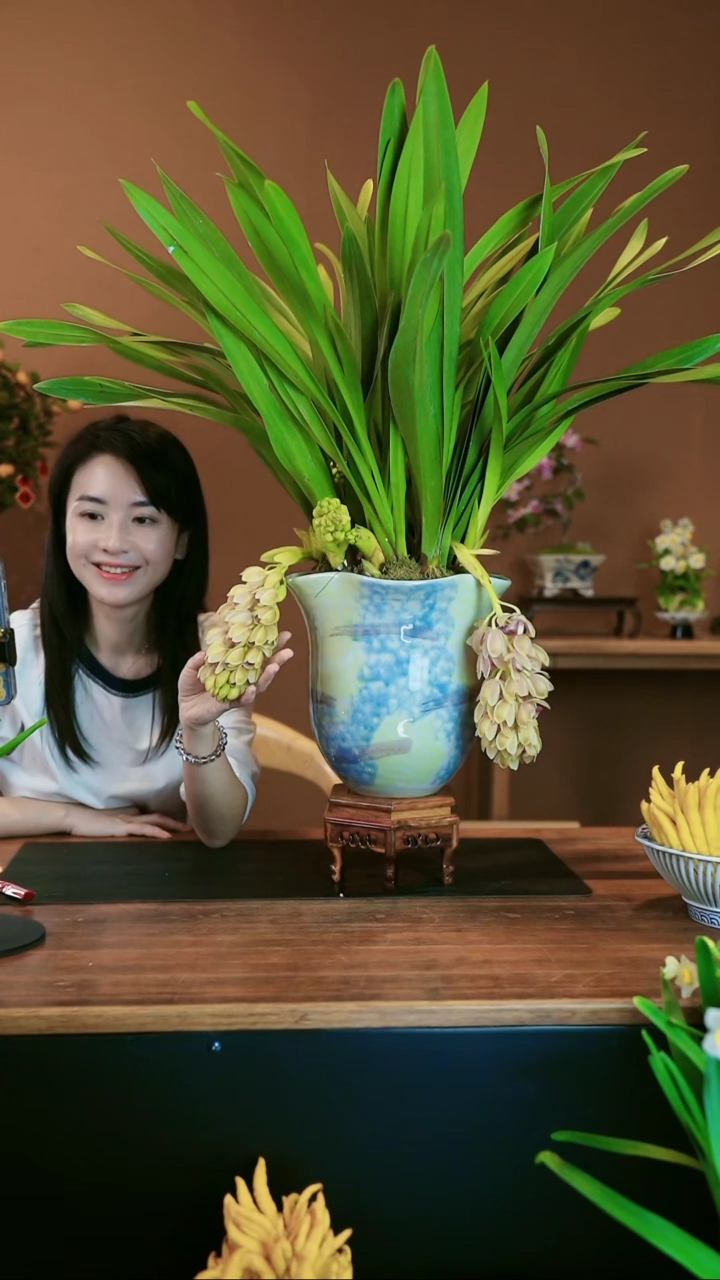 【闪购商品】盆景粉宝石