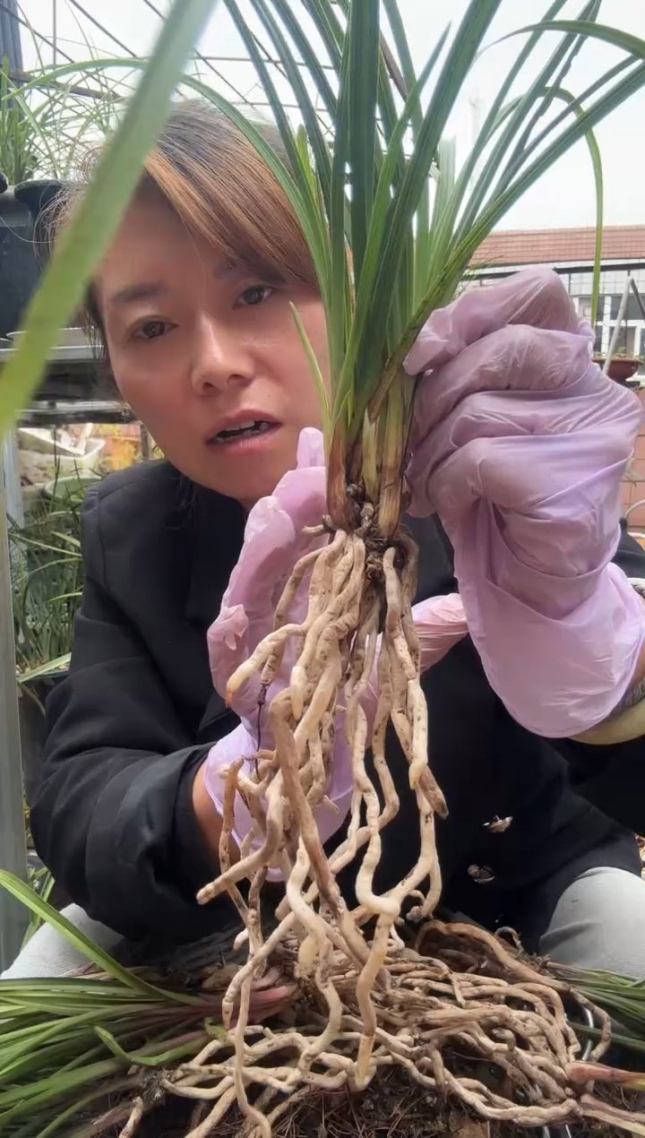 完全开放绿惠兰草