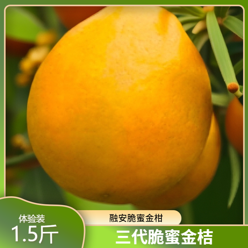 2斤「大幽 · 衔光」融安脆蜜金桔 软糯蜜甜 · 内在修行之味