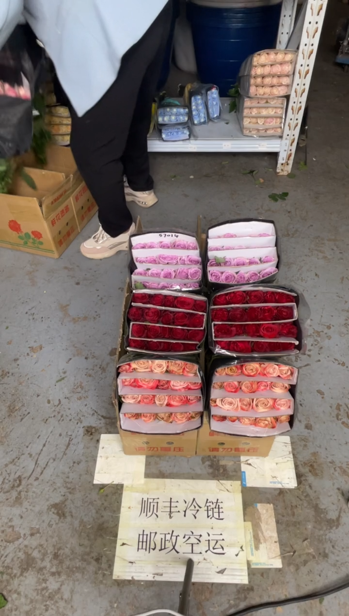 高原红20枝+卡布20枝+海洋之歌20枝