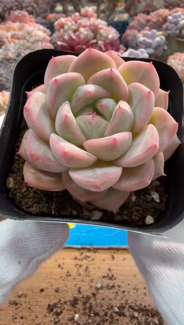 东云多肉园二店-297