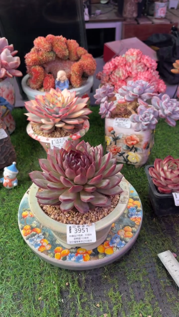 昆明印象多肉3951