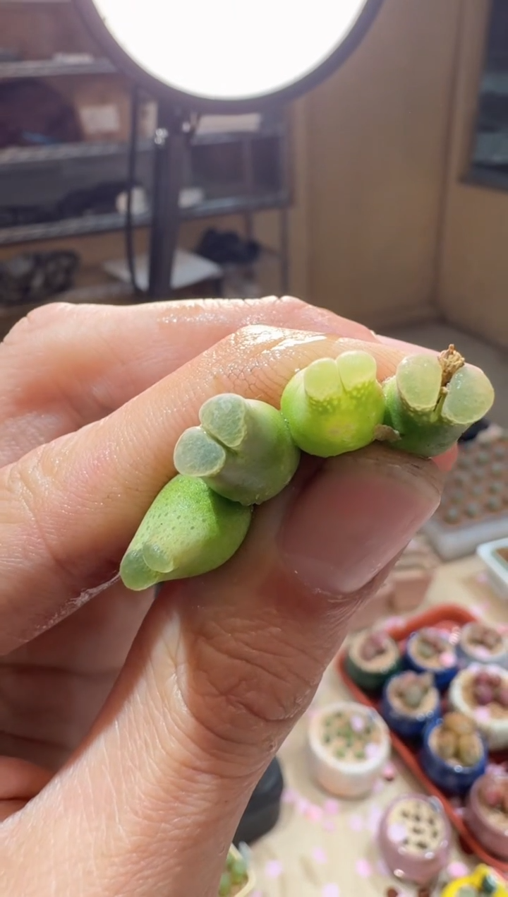 200多肉植物肉锥杂交大奶葫芦一颗