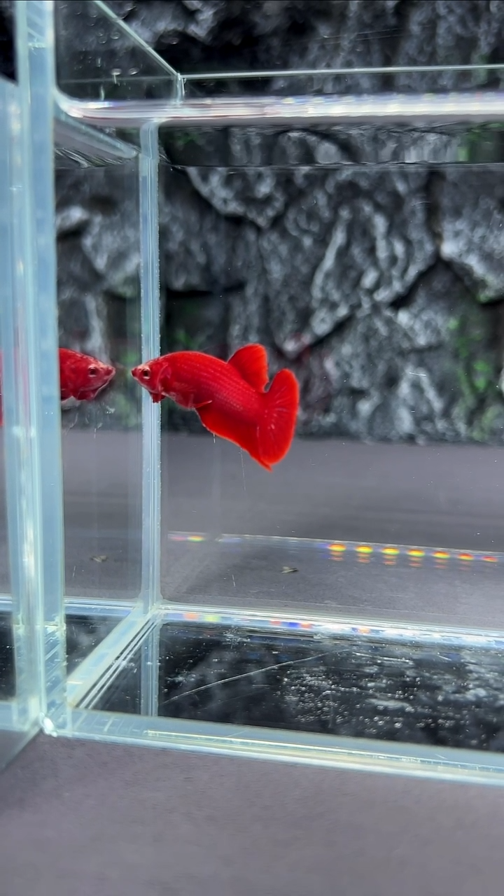 斗鱼竞拍链接A093