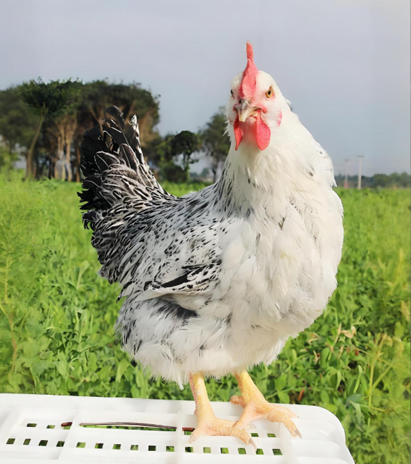 稻花鸡整鸡生鲜肉质鲜美多汁多收10只