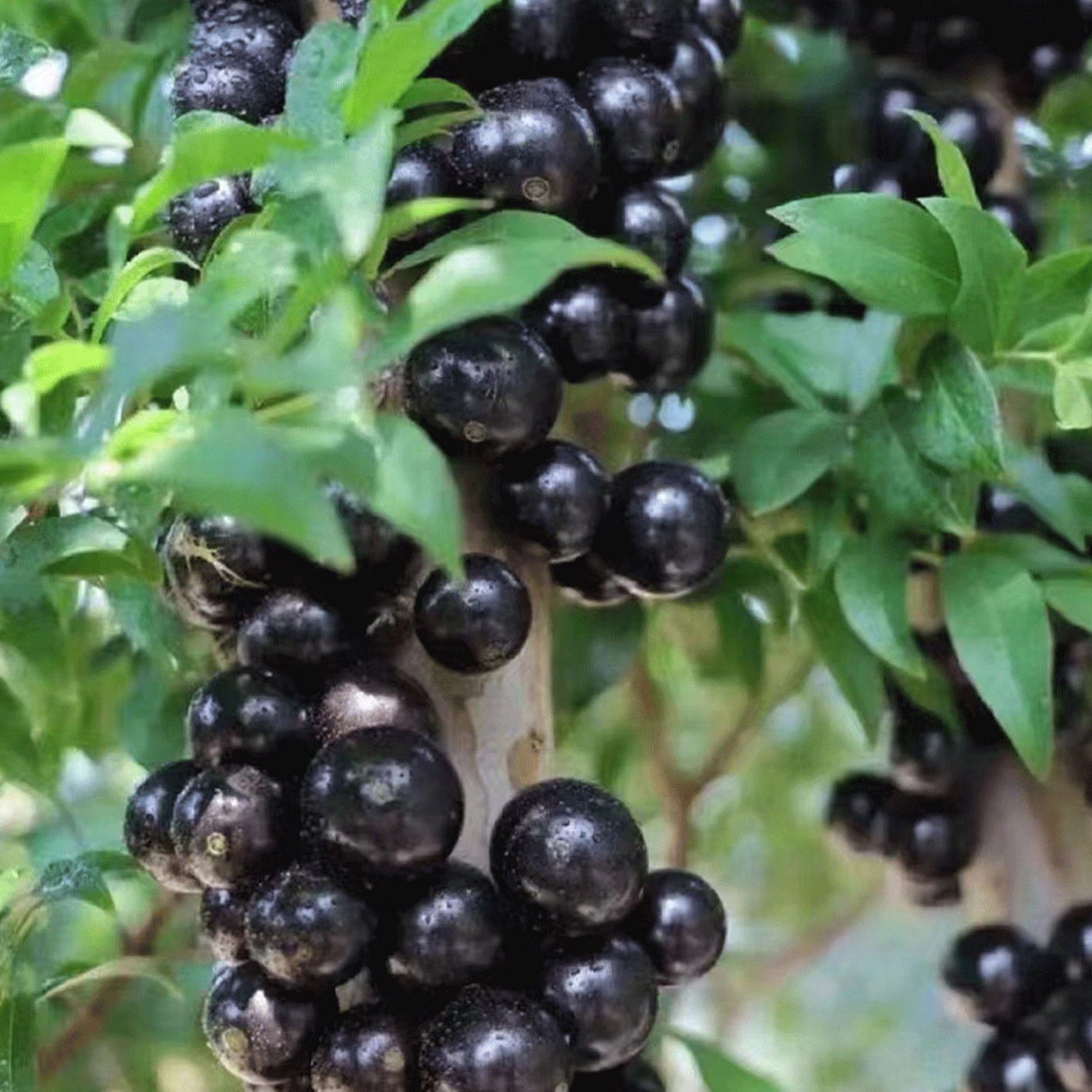 正宗小叶沙巴绿植直播间一树一拍