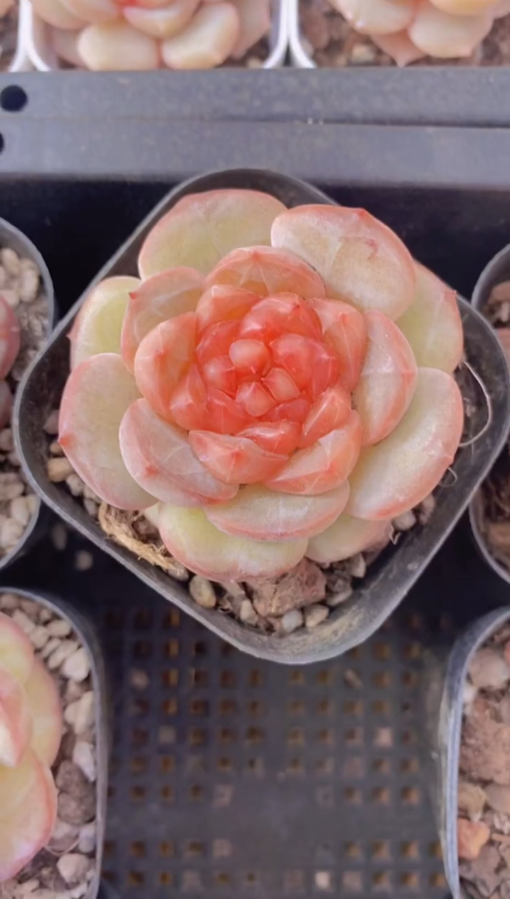  49-琉璃啵啵单头（量拍）