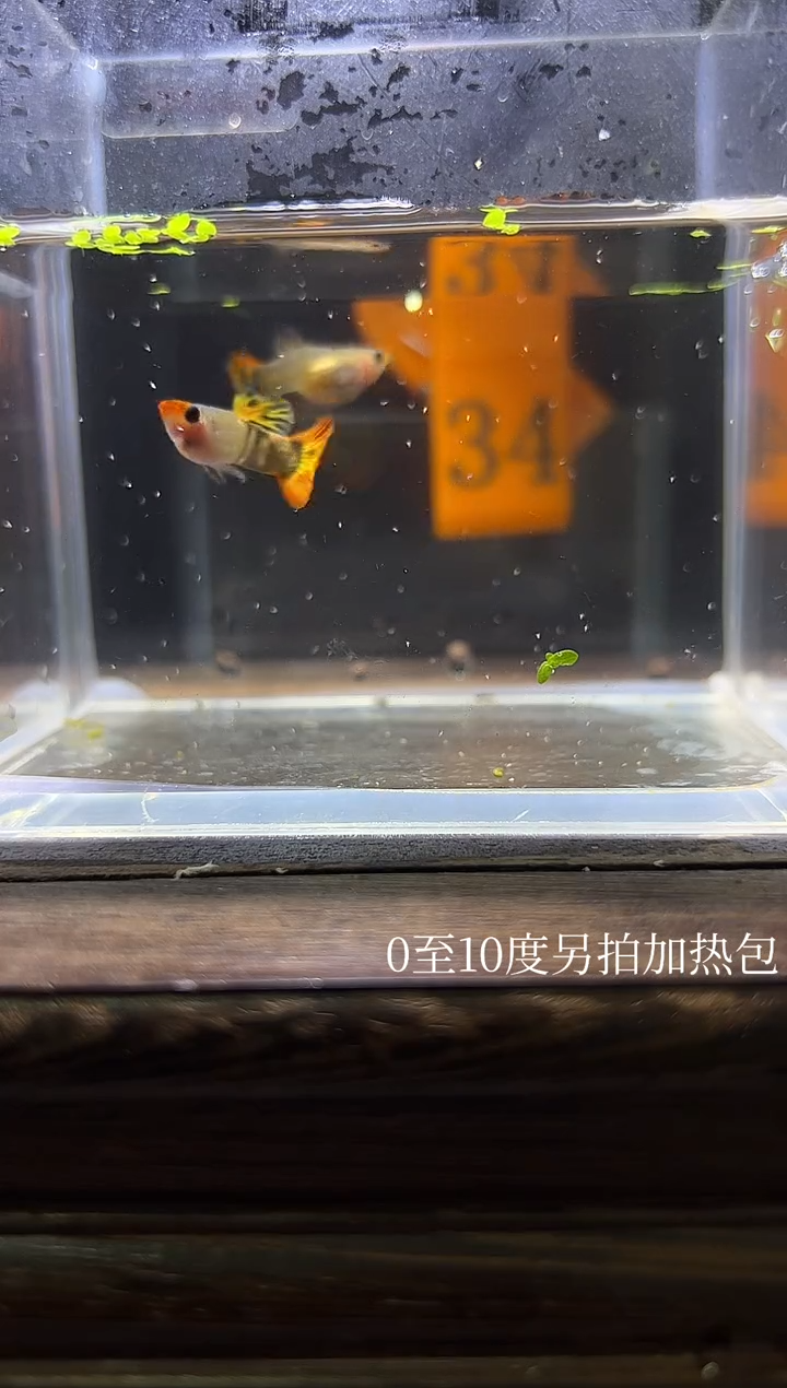 孔雀鱼虎斑玻璃猫编号34