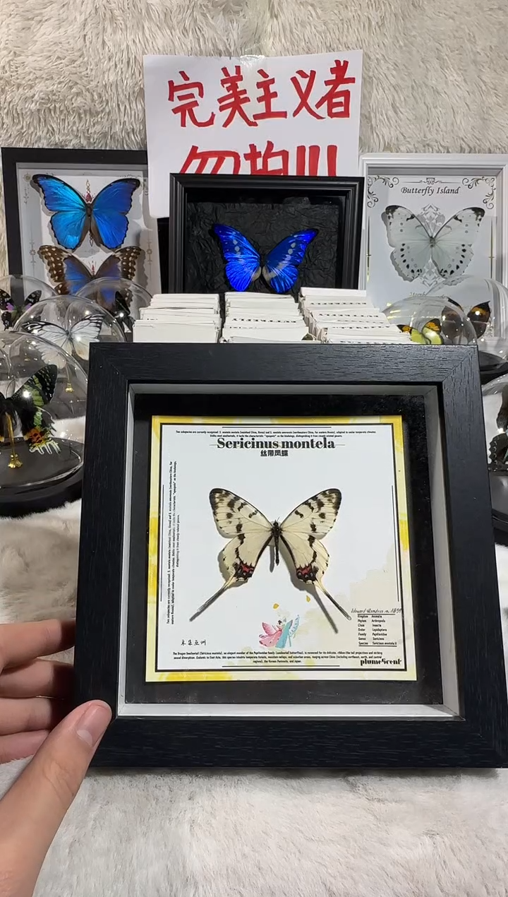 木丝带凤蝶新相框