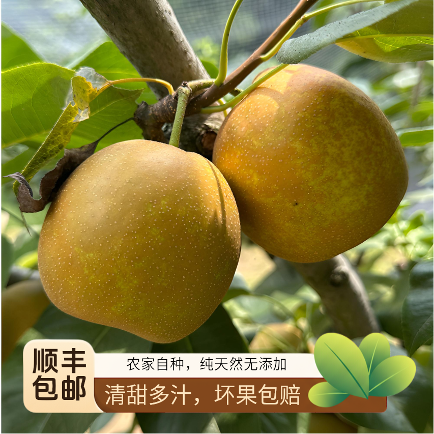 塔桥翠冠梨应季水果翠冠梨脆甜多汁现摘现发顺丰包邮
