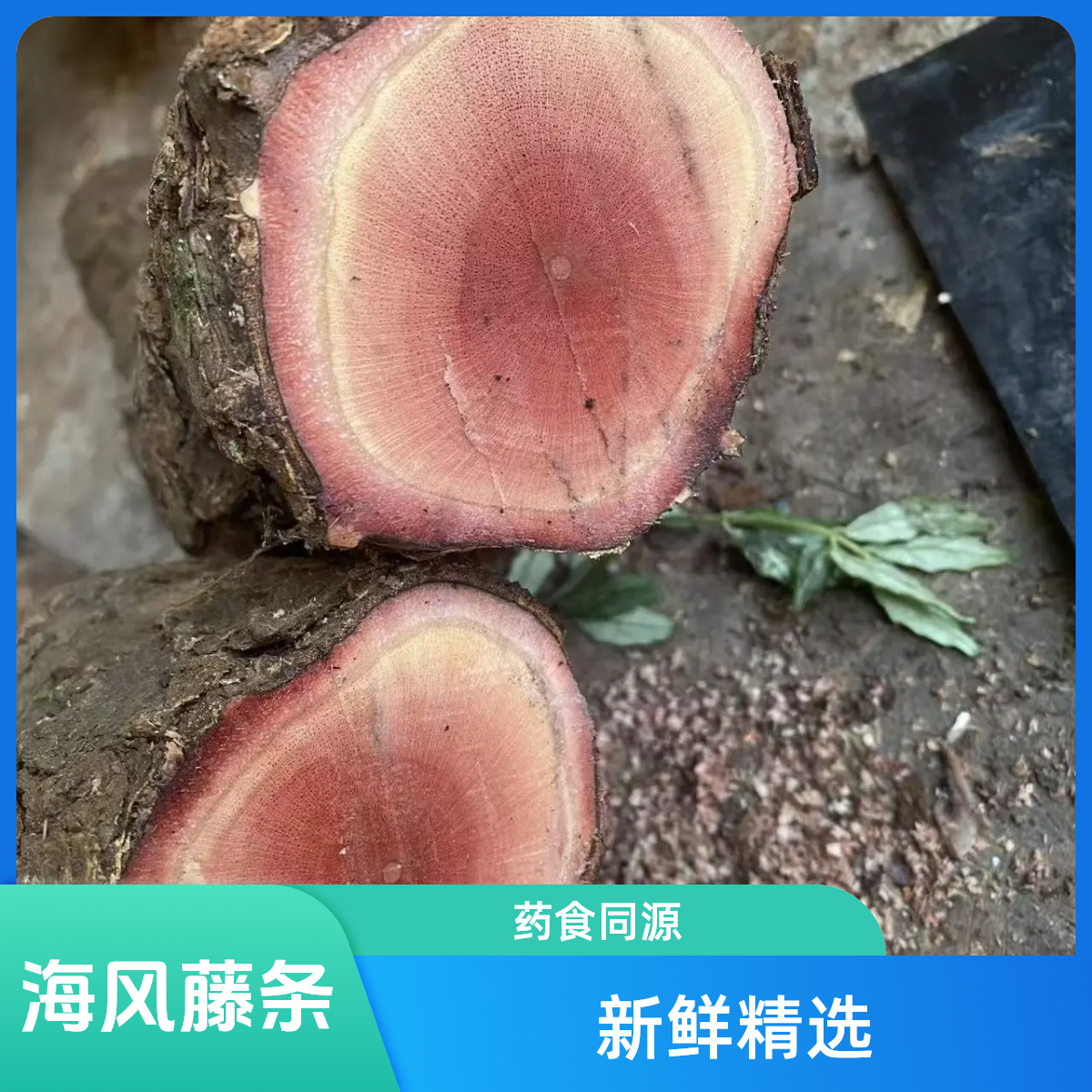 海风藤鲜条  新鲜海风藤 精选海风藤条 