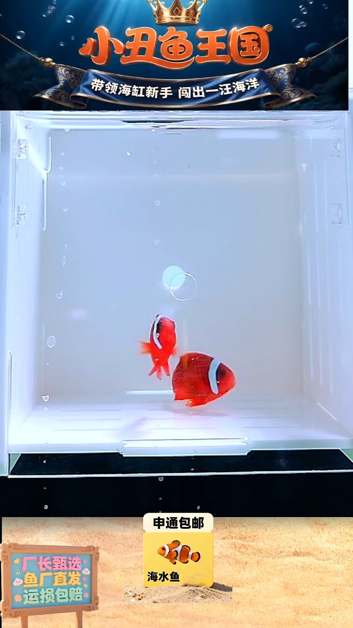 海水鱼3.5-4全品番茄一对