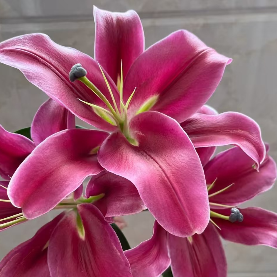 【一单包邮】中国红香水百合 【三单升级京东或顺丰】云南基地直发