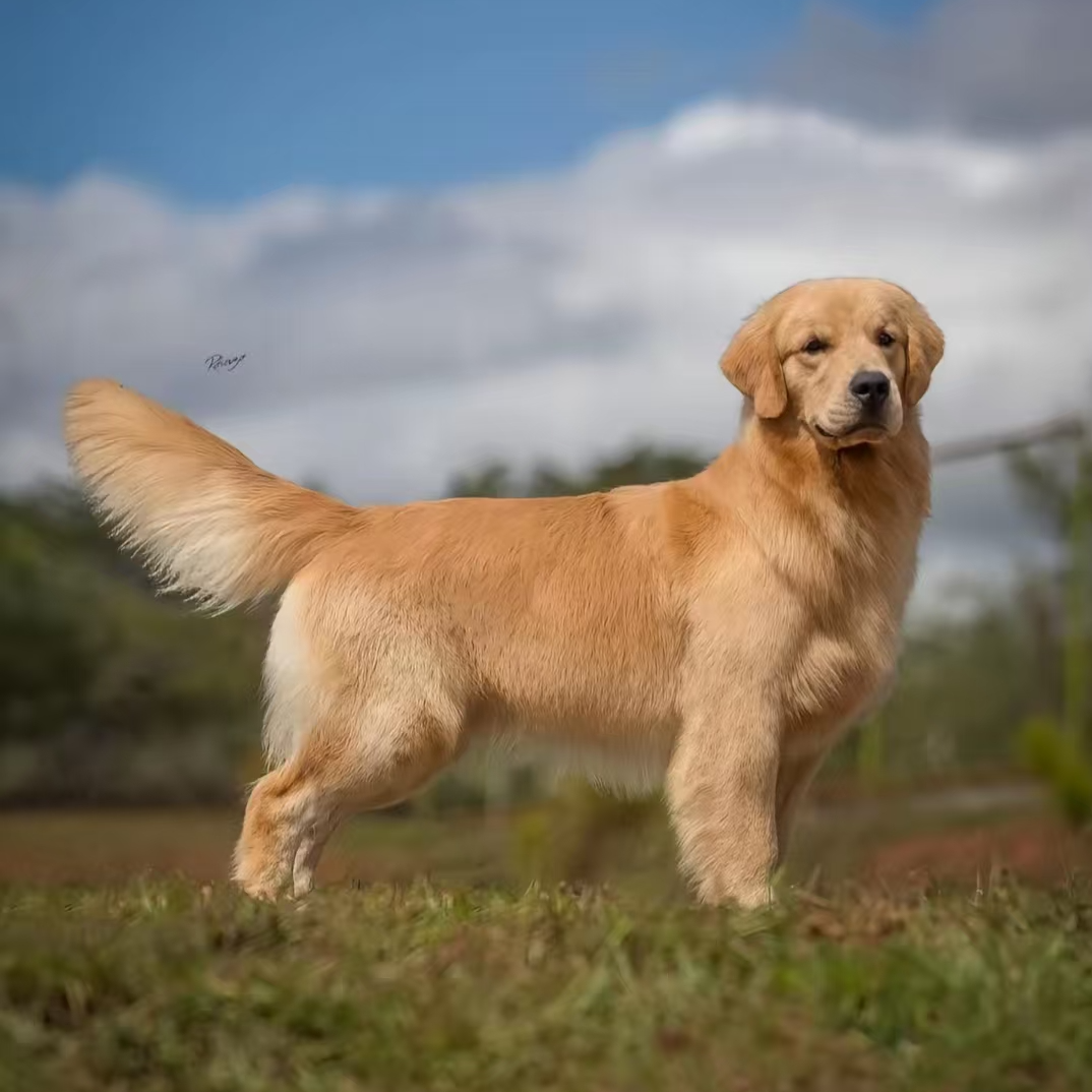 （兴隆金毛）T狗狗活体