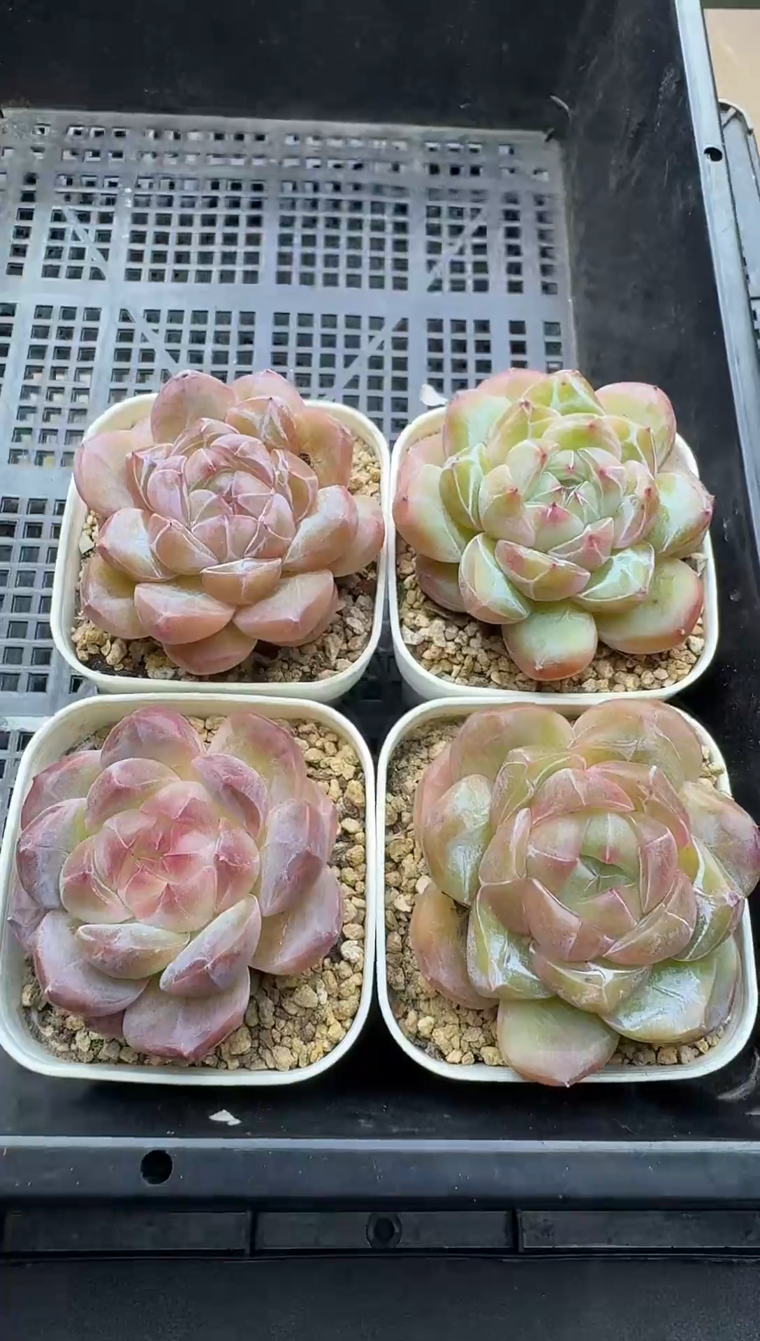 珍妮杂交多肉895