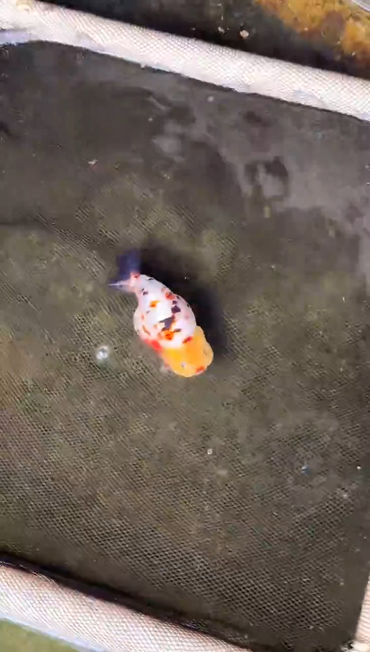 金鱼小*裁水娃娃观赏鱼兰寿金鱼 不包邮