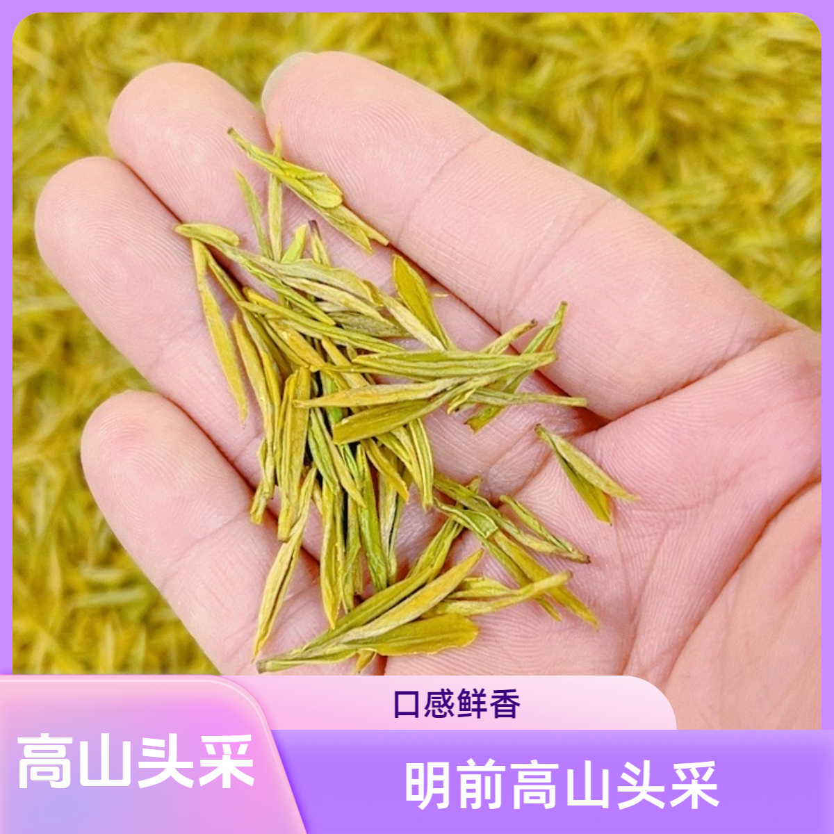 2025新茶黄金芽（N6高山头采黄金芽H368） 原产地明前嫩芽绿茶