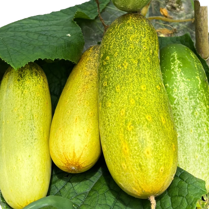 贵州农家种老黄瓜水果黄瓜土黄瓜八月黄瓜当季孕妇8月嫩黄瓜现摘