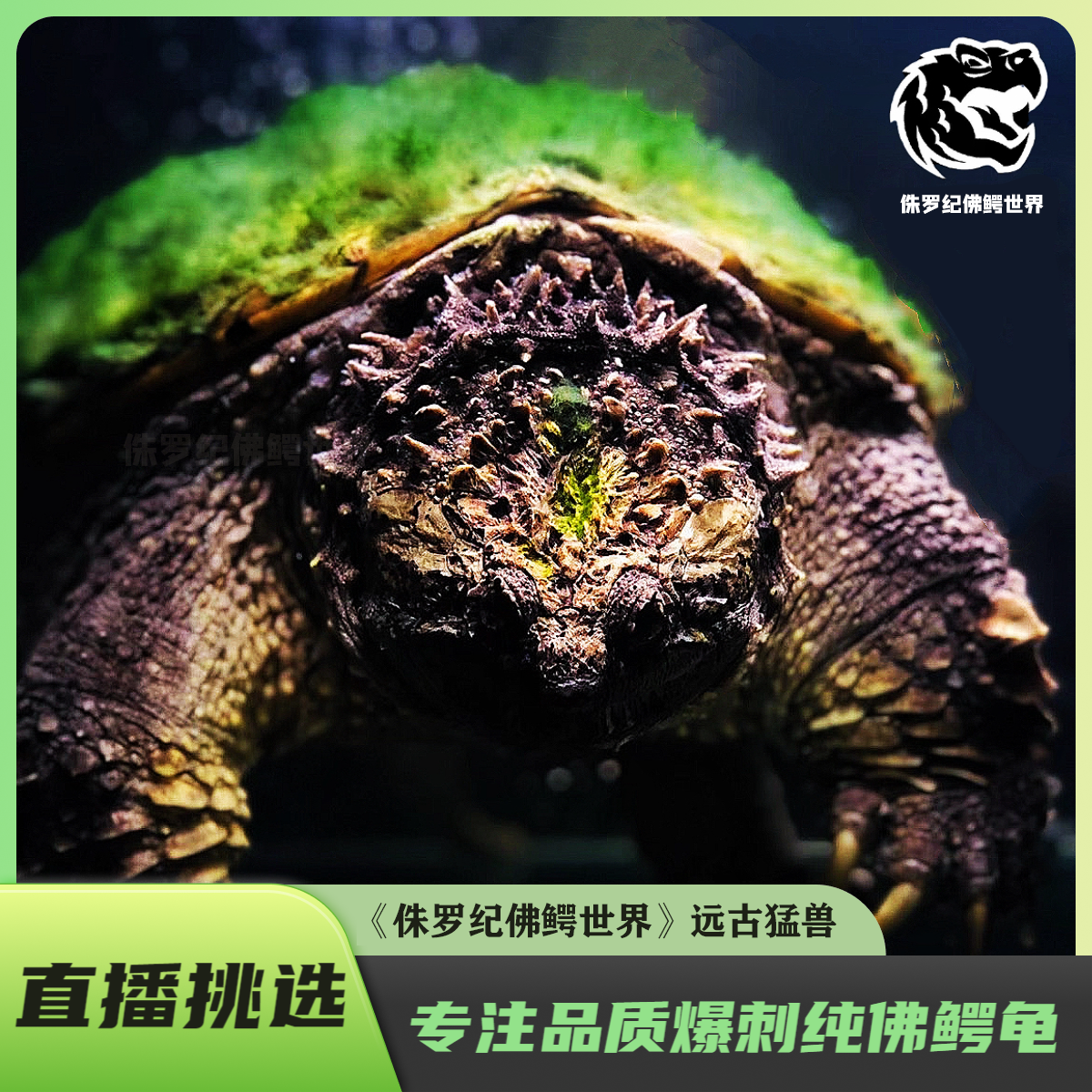 【直播挑选】原种野佛后代爆刺佛鳄观赏小乌龟人工养殖宠物龟
