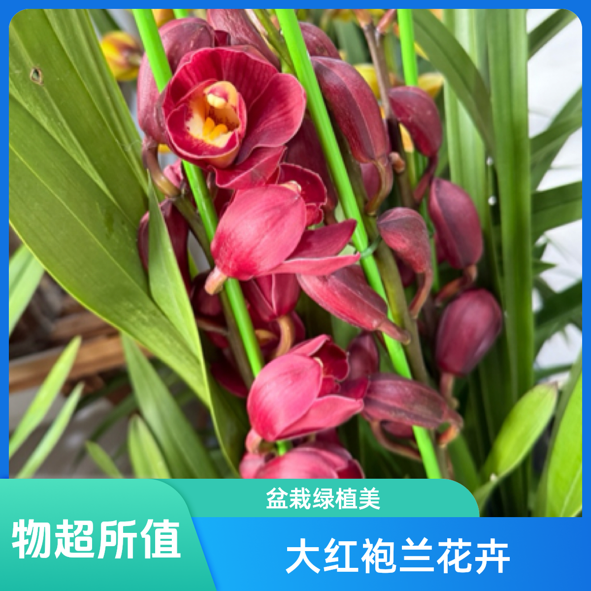 ［大红袍］大花蕙兰盆栽绿植盆栽景客厅年宵花花卉