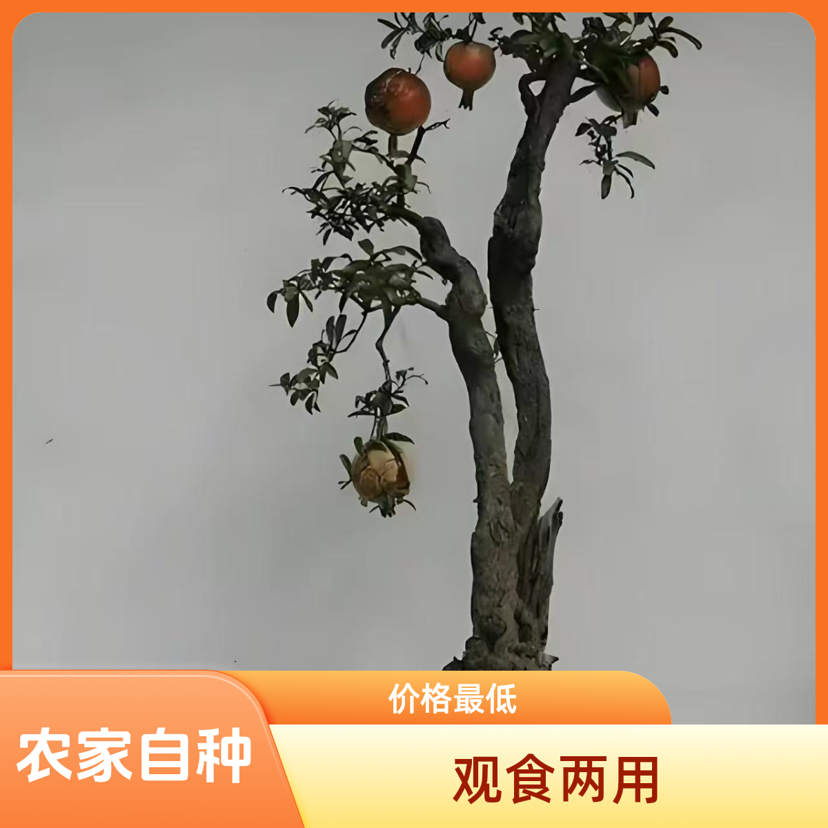 石榴绿植盆景老桩盆栽可用于室内外庭院观赏