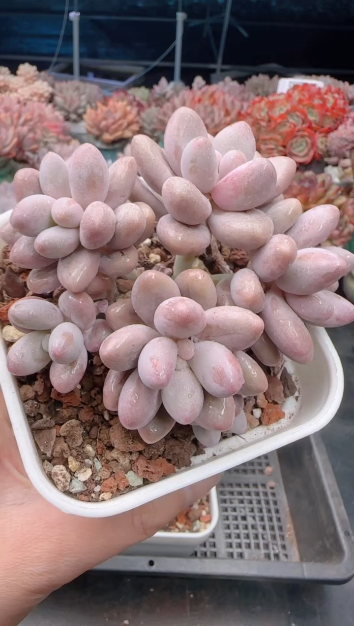 【闪购商品】5306.