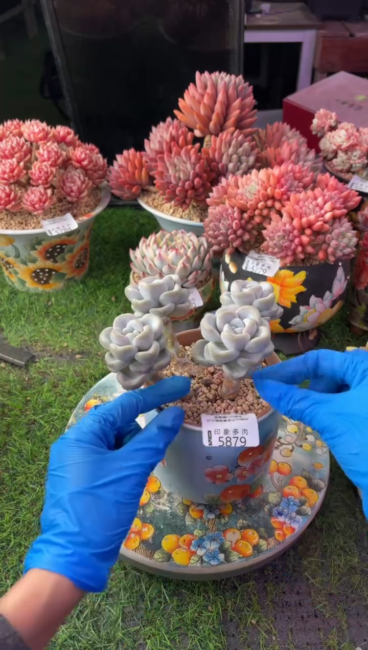 昆明印象多肉5879