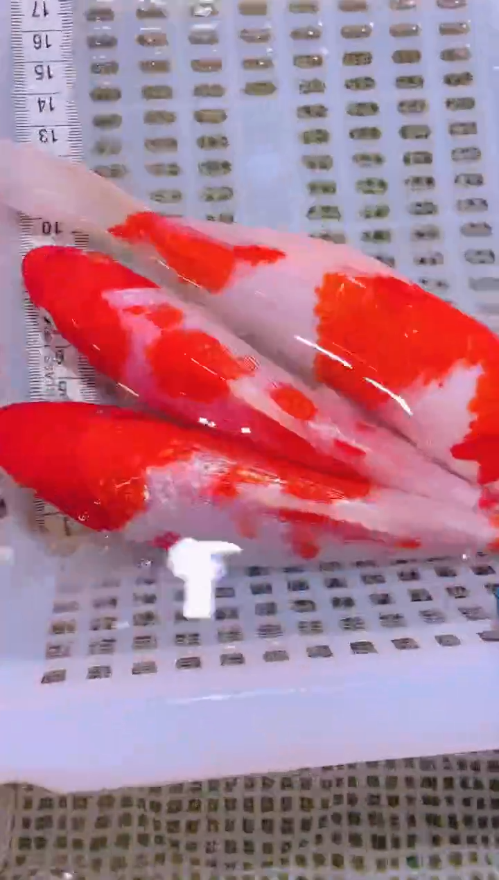 锦鲤冷水观赏鱼全场包邮125