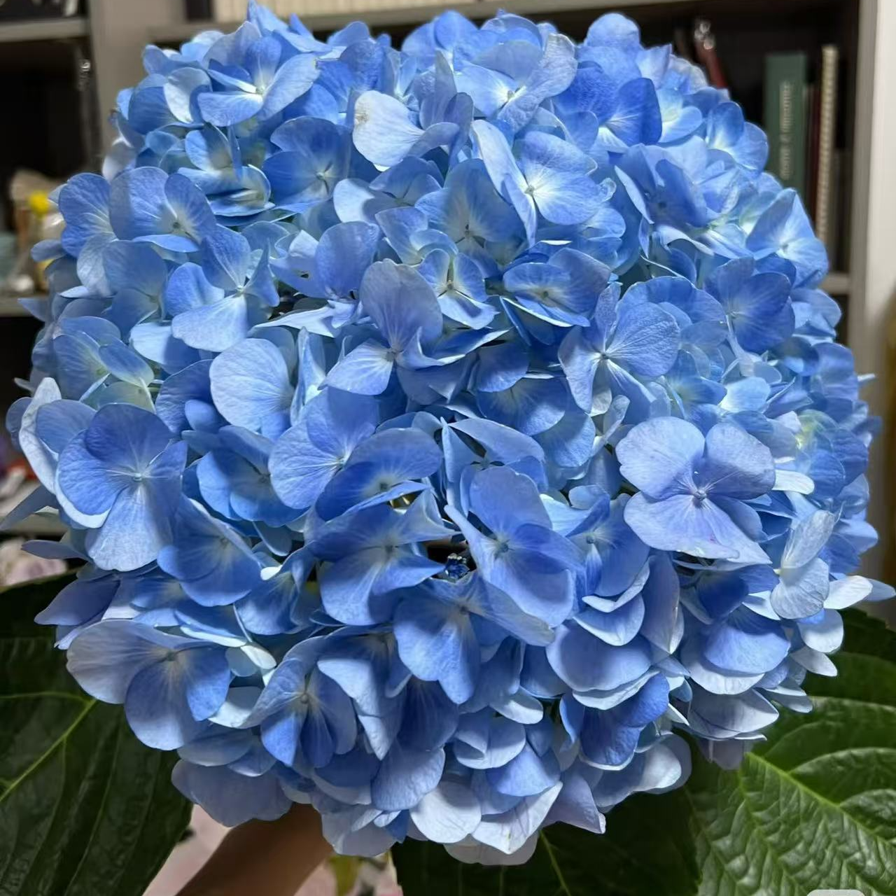 【大力甄选】AA级蓝色大绣球 云南基地现采现发 一单包邮