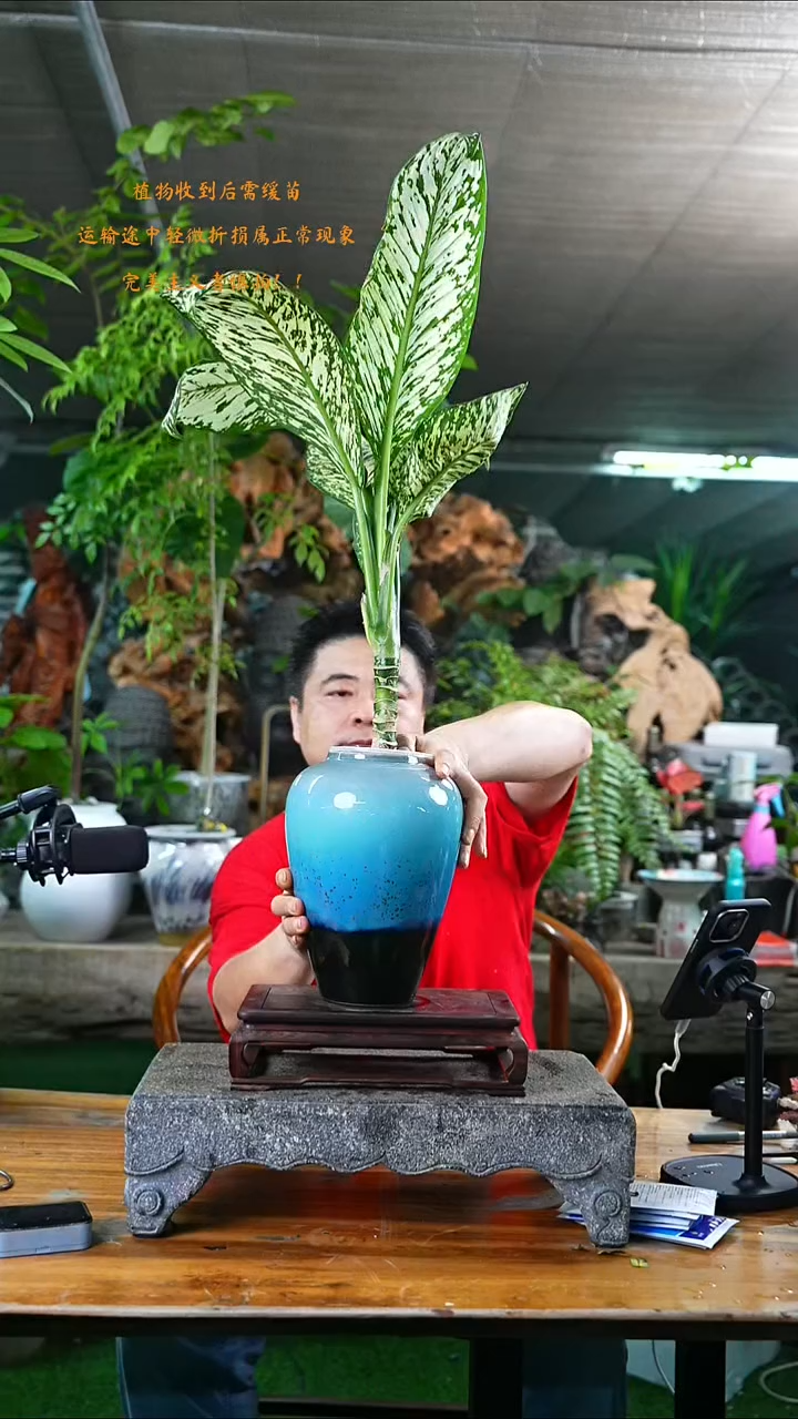 当前无花栽培后可以开花暴风雪190+