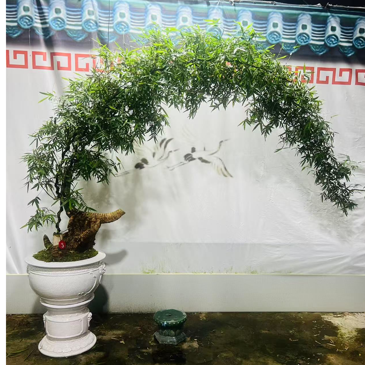 室内观赏绿植盆栽高度2米高飘枝意境竹子