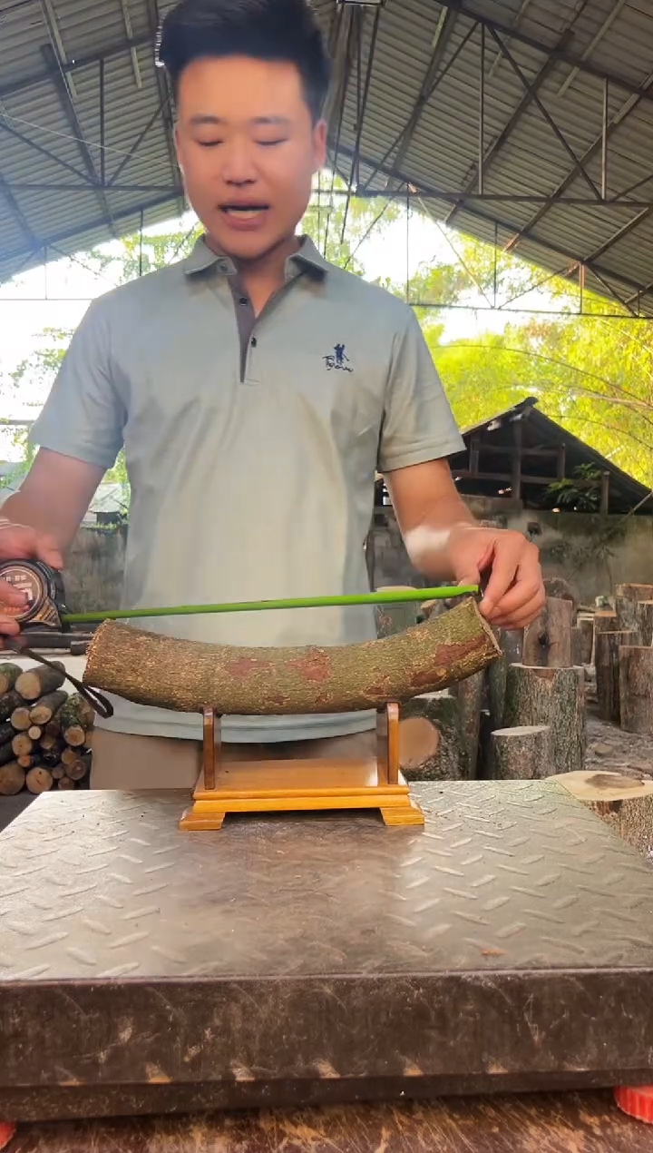 四川小叶桢楠金丝楠