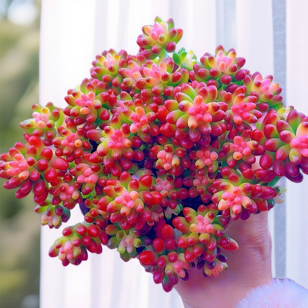 三岁家 红葡萄【带盆土】多肉植物新手老桩必备多肉盆栽
